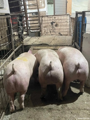 Porci de carne! - imagine 2