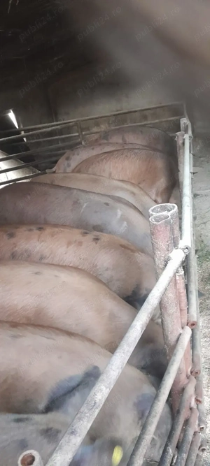 Vand porci rasa Duroc! - imagine 2