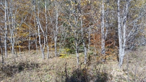 vand teren intravilan in Paraul Rece - imagine 3