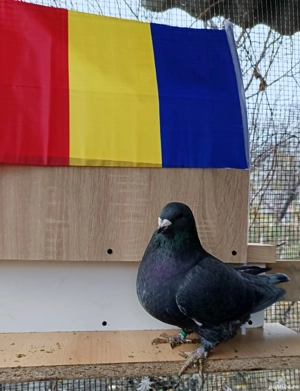 porumbei standard romanesc  - imagine 4