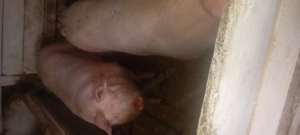 Porci de vânzare  - imagine 2