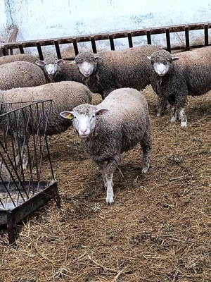 Berbeci Ile de France  - imagine 2