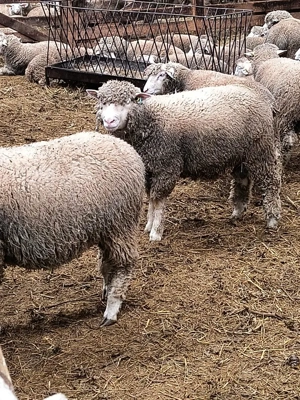 Berbeci Ile de France  - imagine 3