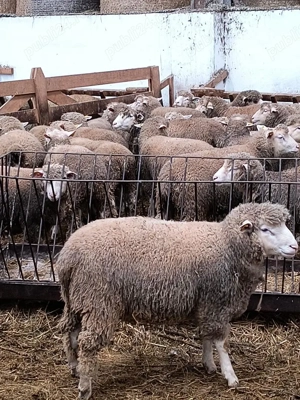 Berbeci Ile de France  - imagine 4