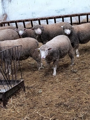 Berbeci Ile de France 