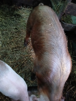 Vând 2 porci ,purcica și purcel - imagine 2