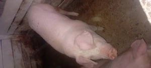 Porci de vânzare  - imagine 3