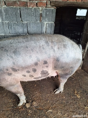 Vând porc - imagine 3