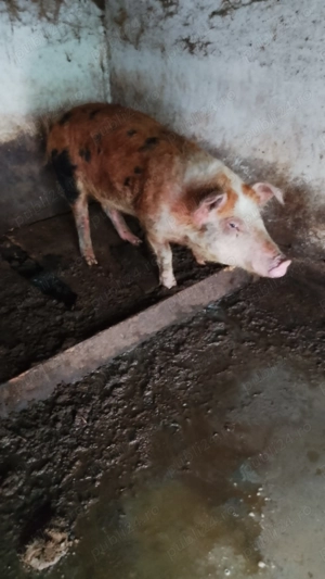 Porci de ȚARĂ.           . - imagine 3