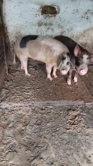 Porci de ȚARĂ.           .