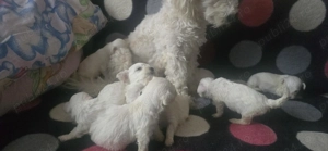 Cautam . - imagine 3