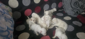 Cautam . - imagine 4