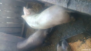 De vânzare  - imagine 4