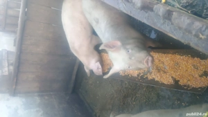 De vânzare  - imagine 2