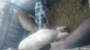 De vânzare  - imagine 3