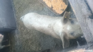 De vânzare  - imagine 5