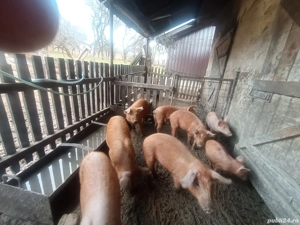 purcei de 8 săptămâni 