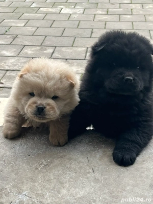 Vand pui Chow Chow - imagine 2