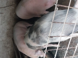 Vând porc de țară 220 kg la 3500 lei - imagine 4