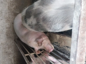 Vând porc de țară 220 kg la 3500 lei - imagine 6