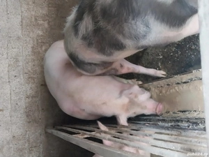 Vând porc de țară 220 kg la 3500 lei - imagine 5