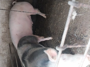 Vând porc de țară 220 kg la 3500 lei - imagine 2