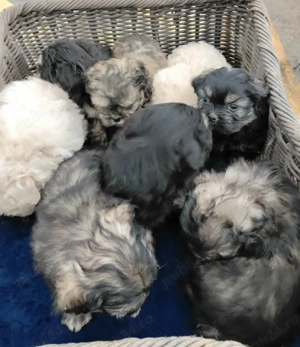 Bichon havanez rasa pura - imagine 2