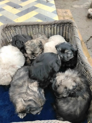 Bichon havanez rasa pura - imagine 3