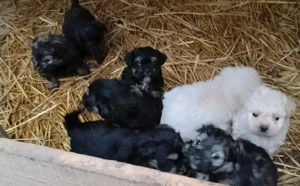 Bichon havanez rasa pura - imagine 4