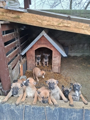 Catei Malinois ( Lup Belgian ) - imagine 3