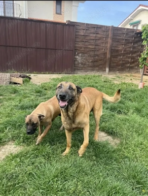 Catei Malinois ( Lup Belgian ) - imagine 4