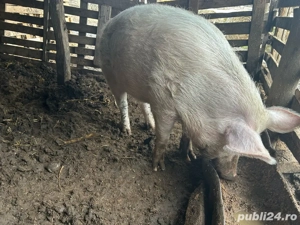 vând porc! - imagine 4