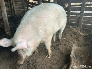 vând porc!