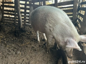 vând porc! - imagine 3