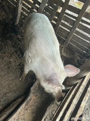 vând porc! - imagine 5