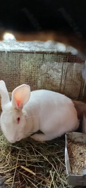 Iepuri de vanzare - imagine 3