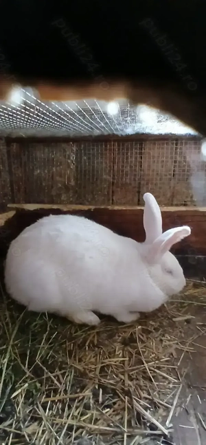 Iepuri de vanzare - imagine 4