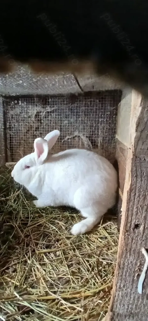 Iepuri de vanzare - imagine 5