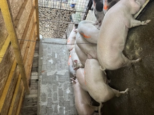 De vanzare porci de tara crescuti natural 130-180kg  - imagine 3