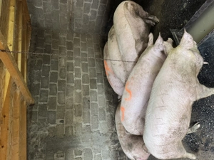 De vanzare porci de tara crescuti natural 130-180kg  - imagine 2