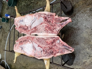 De vanzare porci de tara crescuti natural 130-180kg  - imagine 5