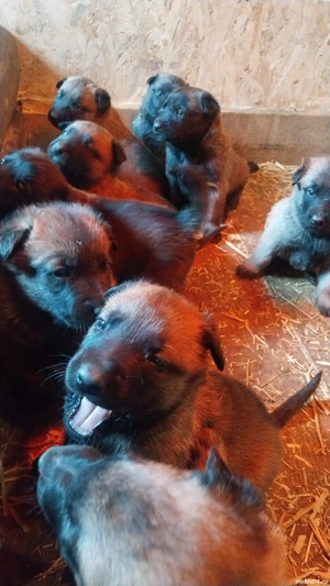 Ciobanesc Belgian Malinois