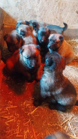 Ciobanesc Belgian Malinois - imagine 3