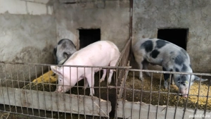 Vând porci  - imagine 4