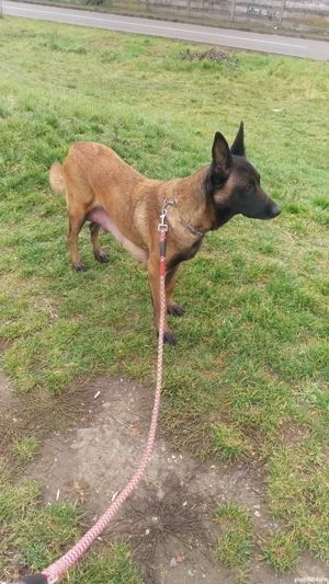 Ciobanesc Belgian Malinois - imagine 4