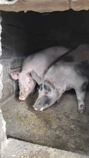 Vând porci  - imagine 5