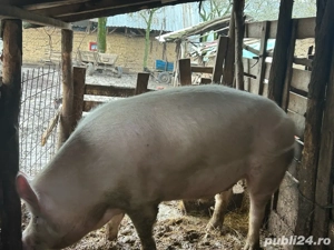 vând porc! - imagine 2