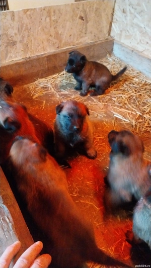 Ciobanesc Belgian Malinois - imagine 5