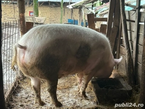 vând porc! - imagine 4