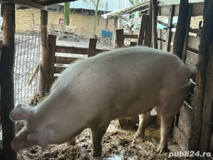 vând porc! - imagine 3